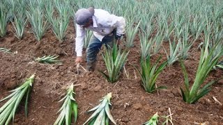 Proceso de Cultivo y Producción de la Piña  TvAgro por Juan Gonzalo Angel [upl. by Ahsilak890]