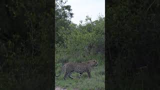 Hanyile Male Sighting at Lion Sands [upl. by Gnouhp39]