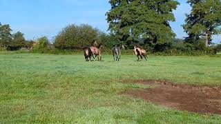 Connemara Pony Jungs  Herbst 2024 [upl. by Dualc643]