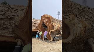 shock the world  giant big wood in bandsaw in sawmill sawing bigwood giantwood sawmill sawing [upl. by Oap319]