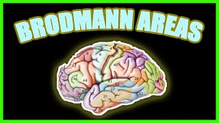 What Are Brodmann Areas 😱😮❗ 1 min ⏰ NEUROPSYCHOLOGY [upl. by Ennaylime917]