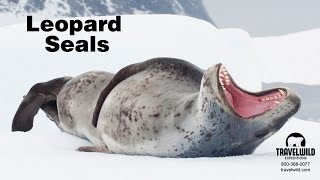 Leopard seal at Port Lockroy Antarctica [upl. by Agnes]