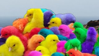 Tangkap Ayam Lucu Ayam Warna Warni Ayam Rainbow Gokil Kelinci Kucing Lucu Bebek Hewan Lucu [upl. by Noid]