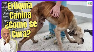 🆘 ERLIQUIA CANINA ¿COMO SE CURA SÍNTOMAS TRATAMIENTO CASERO FASE TERMINAL 🆘 [upl. by Sabanrab]