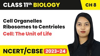 Cell Organelles Ribosomes to Centrioles  Cell The Unit of Life  Class 11 Biology Chapter 8  CBSE [upl. by Ahsiet]