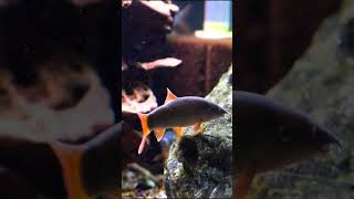 Red Tail Botia is Awesome shorts aquariumfish fishkeeping aquariums fish fishkeeper [upl. by Jasmin]