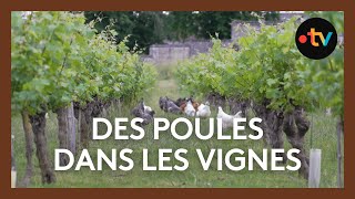 Des poules qui nettoient les vignes [upl. by China]