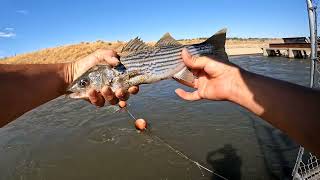 California Aqueduct Fishing  Delta Mendota Canal Fishing [upl. by Maryn]