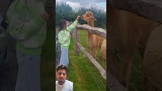 Alpaca alpaca am amazingfacts factsinhindi knowledgable intrestinginformation [upl. by Annot]