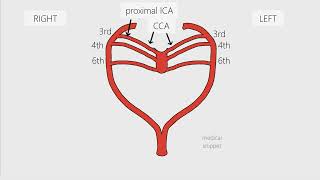 Aortic Arches  Embryology in 3 minutes [upl. by Padget]