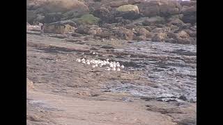 Birds rest out the stormy seas Oystercatchers purple sandpipers shorebirds [upl. by Elise]