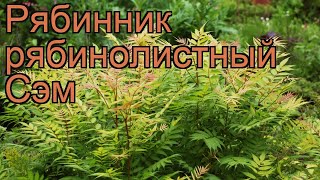 Рябинник рябинолистный Сэм sorbaria sorbifolia sem 🌿 Сэм обзор как сажать саженцы рябинника Сэм [upl. by Fairfield]