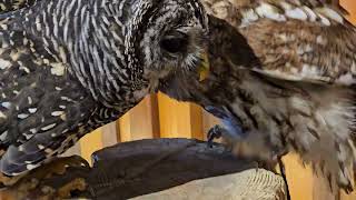 【帶家人去旅行】相親相愛😱🦉貓頭鷹咖啡🦉 Happy Owl Cafe chouette [upl. by Ahseneuq]