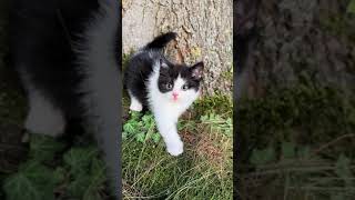 The Cutest Cat Moments Ever  Animals Plant [upl. by Ysak692]