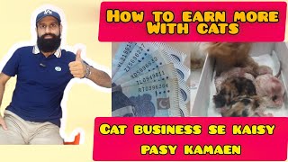 How to earn more with cat business🤑🤑 More cats more moneyGrow your cat business foryou [upl. by Maible896]