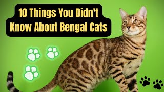 10 Things You Didnt Know About Bengal Cat [upl. by Nihahs98]