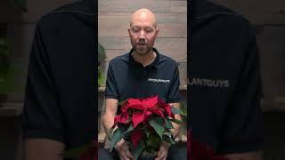 poinsettia watering 🪴💦 poinsettia plants flowers christmas houseplants SwedishPlantguys [upl. by Paz]