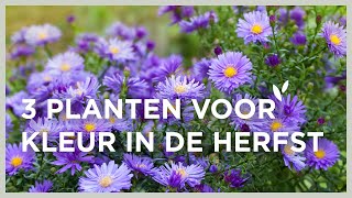 3 planten om je herfsttuin op te fleuren Aster Pennisetum amp Rudbeckia 🍂 I Angelo Dorny [upl. by Nyladnewg]