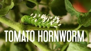 Tomato Hornworm amp Parasitic Wasps [upl. by Jacquenetta284]