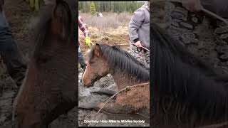 Best wild horses Mare revolutionising young foals future stallions Horses 91 [upl. by Sixele]