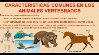 Los animales vertebrados [upl. by Eneri712]