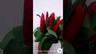 Costus SpiralisCostus Spiralis flowerwholesaleflowersexportflowersflowerfarmingFreshFlowers [upl. by Latoye]