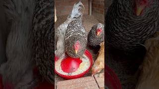 Gallinas comiendo arroz crudo shortvideo gallinas crianza gallinafeliz [upl. by Nialb329]