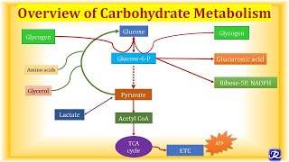 1 Overview Carbohydrate Metabolism  Carbohydrate Metabolism1  Biochemistry NJOY Biochemistry [upl. by Winni922]