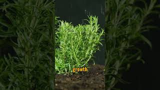 amazing health benefits of rosemary facts shorts [upl. by Shetrit]