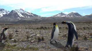 Falklands South Georgia Antarctica 2014 [upl. by Kermy]