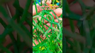 Rhipsalis Cactus me fruit aye toh kya kare shortvideo viral plants rhipsalis [upl. by Tnelc973]