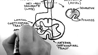 Neuroanatomy 101 Corticospinal Tract Made Easy [upl. by Japheth]