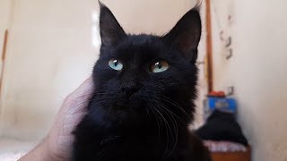 The most beautiful black cat on YouTube❣🐈‍⬛ [upl. by Darn]