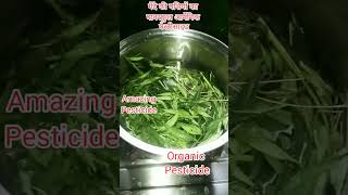 गेंदे की पत्तियों बनाएं पावरफुल आर्गेनिक पेस्टिसाइड gardening shorts पेस्टिसाइड organic [upl. by Nellac]