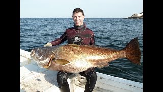 Spearfishing Geant Mulloway 117 lbs  Maigre  Courbine 533 kg meagre  Shadefish Dakar  Ep 17 [upl. by Treblah294]