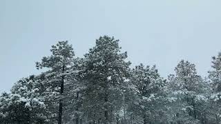 Snowfall in Flagstaff Arizona  Time Lapse Video ❄️ [upl. by Cutter860]