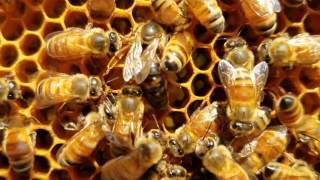 Queen honey bee laying eggs must see [upl. by Rannug]