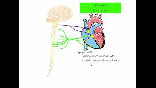 29 Chronotropic Effect Heart Rate [upl. by Riccio]