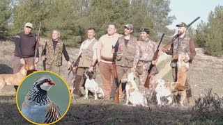 PERDICESPACHONES Y BUENA COMPAÑIA ¡¡VAYA DISFRUTE hunting partridge [upl. by Mehelhteb]