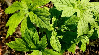 Planting Back Goldenseal [upl. by Nore549]