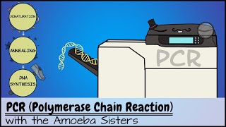 PCR Polymerase Chain Reaction [upl. by Ysdnil]