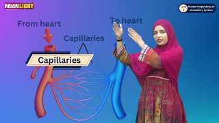 5Arteries amp Veins and Capillaries Science Grade 7 Unit 2 [upl. by Fabri]