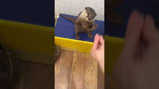 Cute Otters gets snacks 😍🦦🦦Cute Otter Shorts ytshorts ytviral cuteanimals ottervideos [upl. by Schmitz]