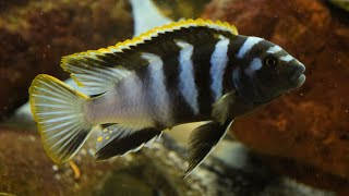 How to Breed Mbuna Cichlids [upl. by Bohon438]