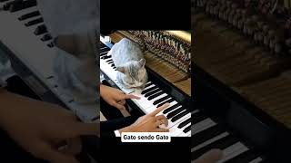 GATO SENDO GATO 🐱🎹🐱 HABURU PLAY PIANO [upl. by Hsakaa]