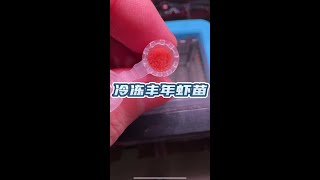 丰年虾作为鱼苗的开口料和营养品都是不错的选择，毕竟纯天然无添加，这款丰年虾幼虫品质绝对有保障孔雀鱼宝宝 丰年虾 鱼苗开口 [upl. by Ermanno]