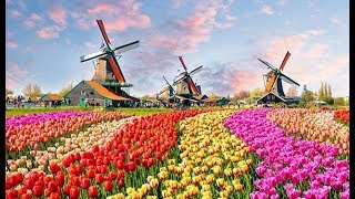 The Worlds Biggest Flower Garden in Amsterdam  Keukenhof Gardens [upl. by Nitsa]