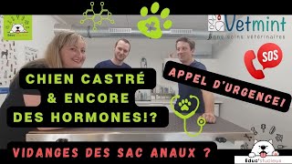 Vétérinaire  Comportement anormal dun chien castré glandes anales amp appels durgences [upl. by Ennirroc]