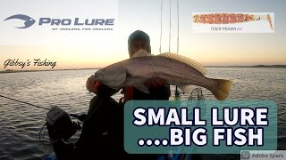 COORONG MULLOWAY SMALL LURE BIG FISH [upl. by Nylirak]