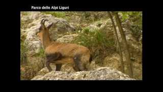 Parco Naturale Regionale delle Alpi Liguri [upl. by Nagear]